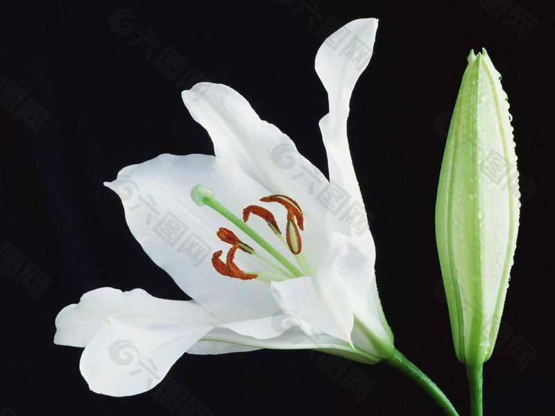 位图 写实花卉 植物摄影 花卉 免费素材