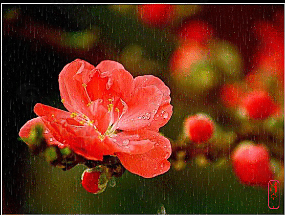 雨中的桃梅图片