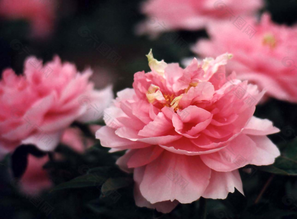 位图 写实花卉 植物摄影 花卉 免费素材