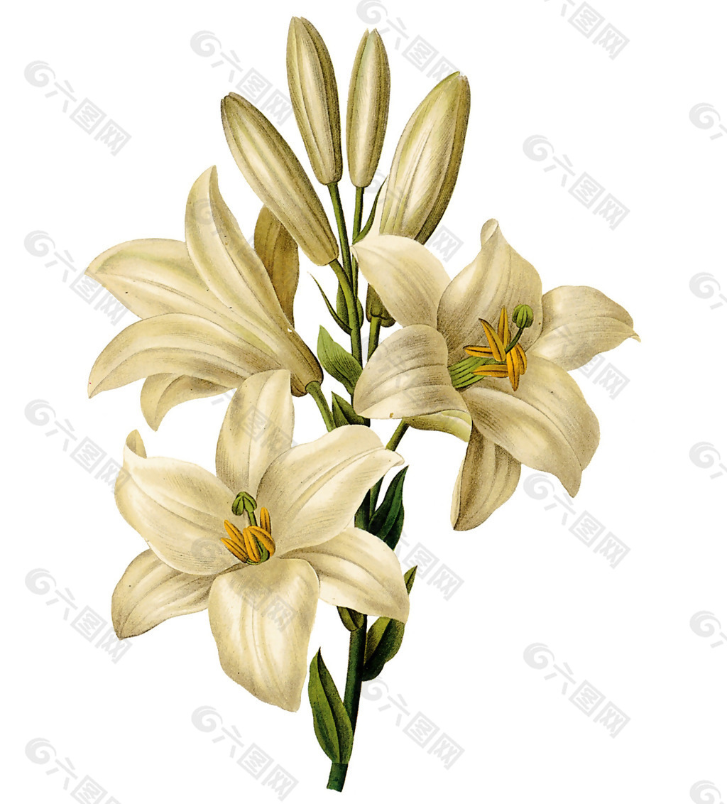 位图 写实花卉 艺术效果 水彩 花卉 免费素材