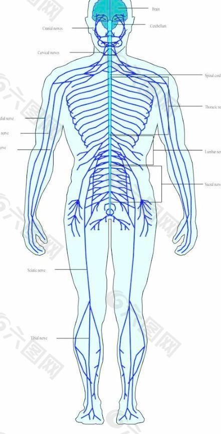 内脏解剖图素材免费下载 图片编号 六图网