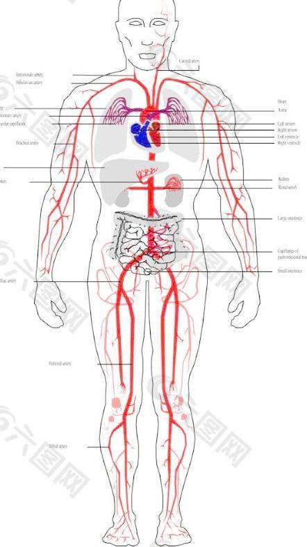 内脏解剖图