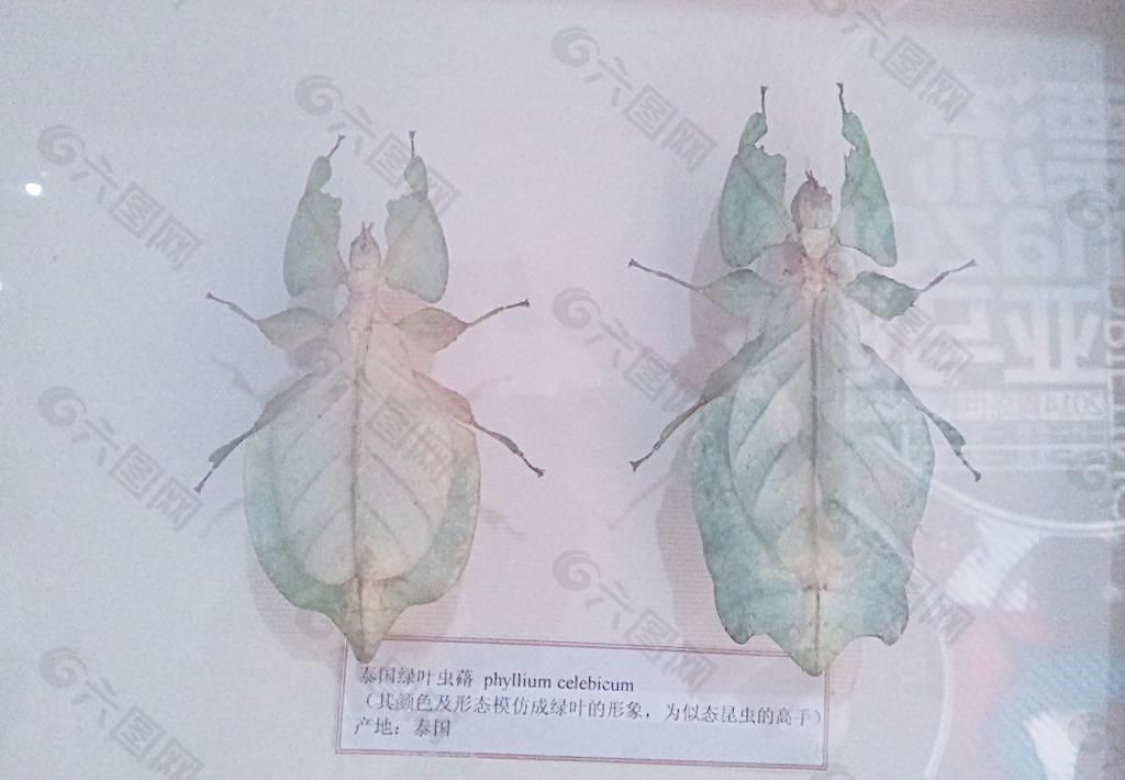 竹节虫标本图片