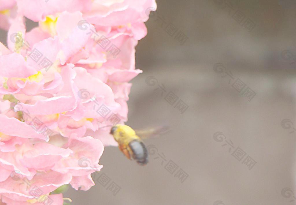 蜜蜂采花 昆虫 昆虫图片