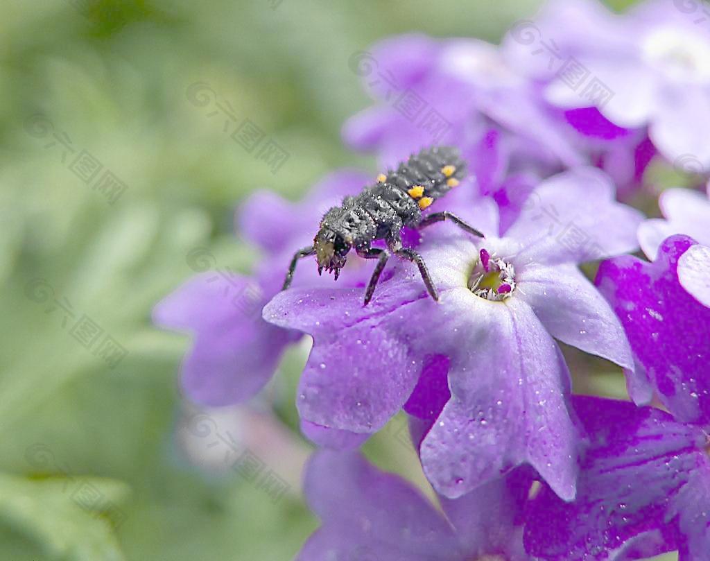 昆虫与紫花图片