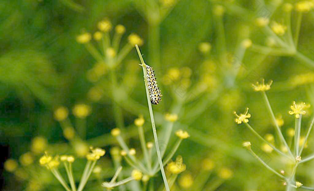 小花与昆虫图片