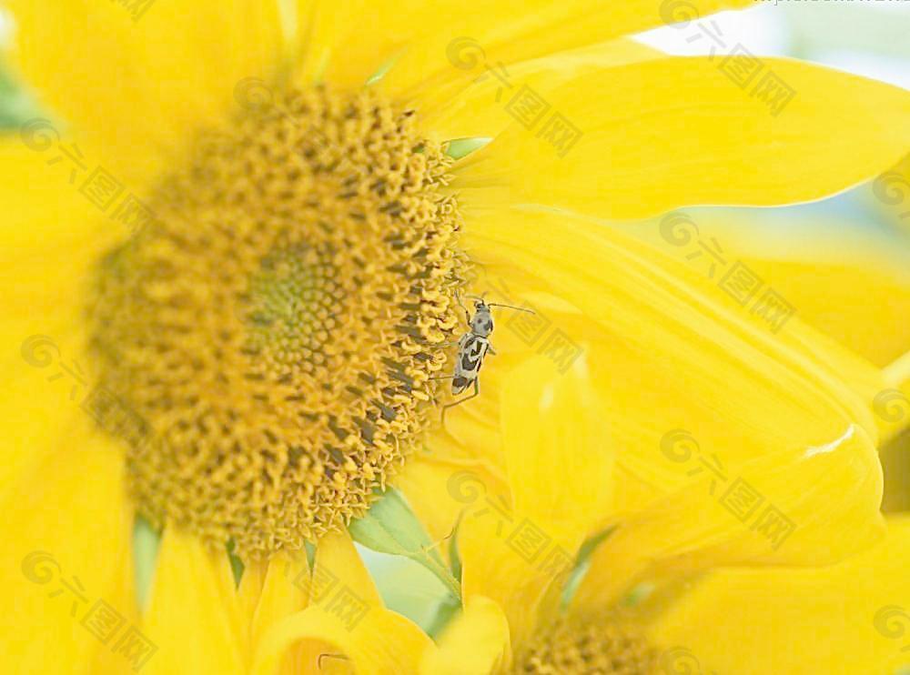 昆虫和向日葵图片