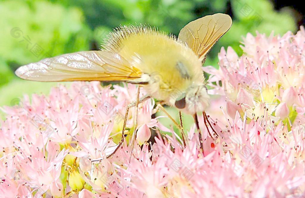 绒蜂虻图片