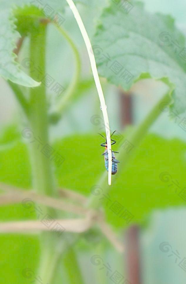 绿芽与昆虫图片