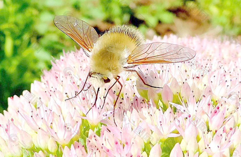 绒蜂虻图片