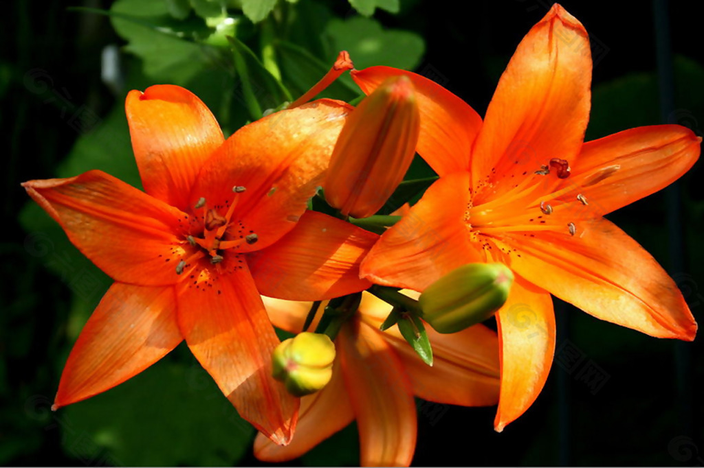 位图 实物摄影 花卉 花朵 免费素材
