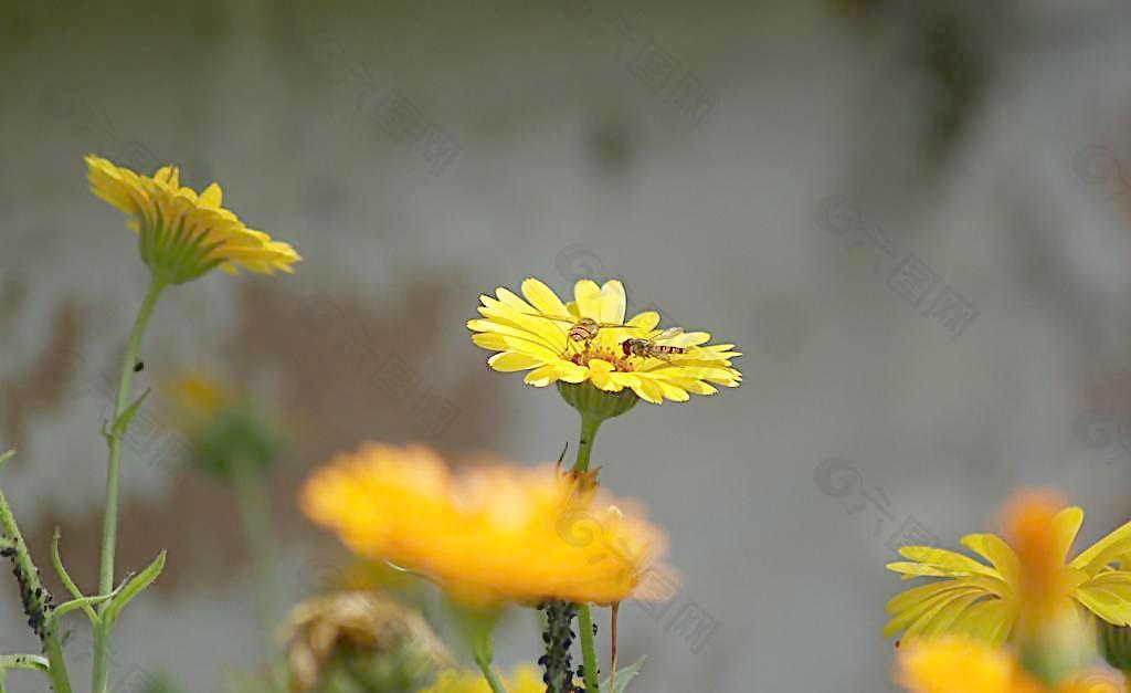 采花蜂图片