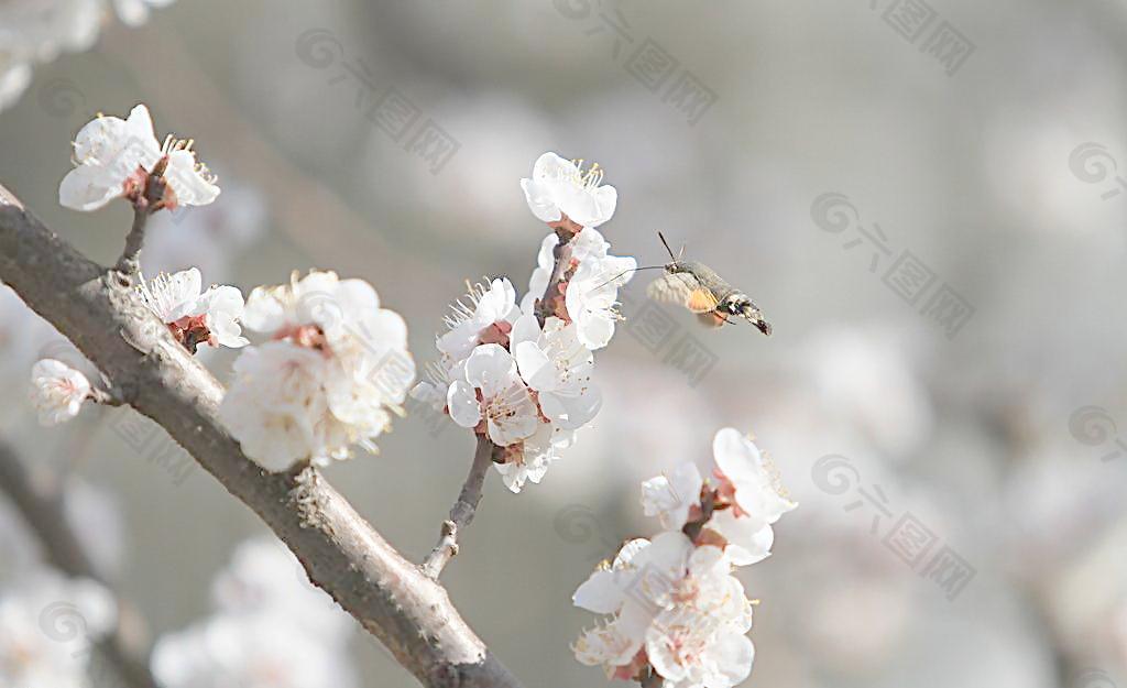 花草 昆虫图片