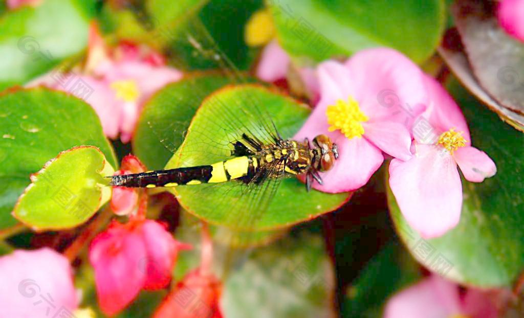 蜻蜓 海棠花图片