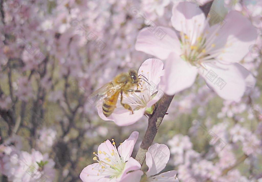 蜜蜂图片