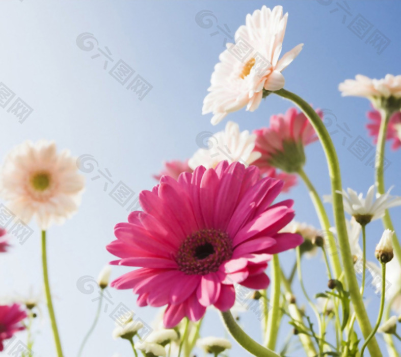 位图 植物摄影 花朵 免费素材