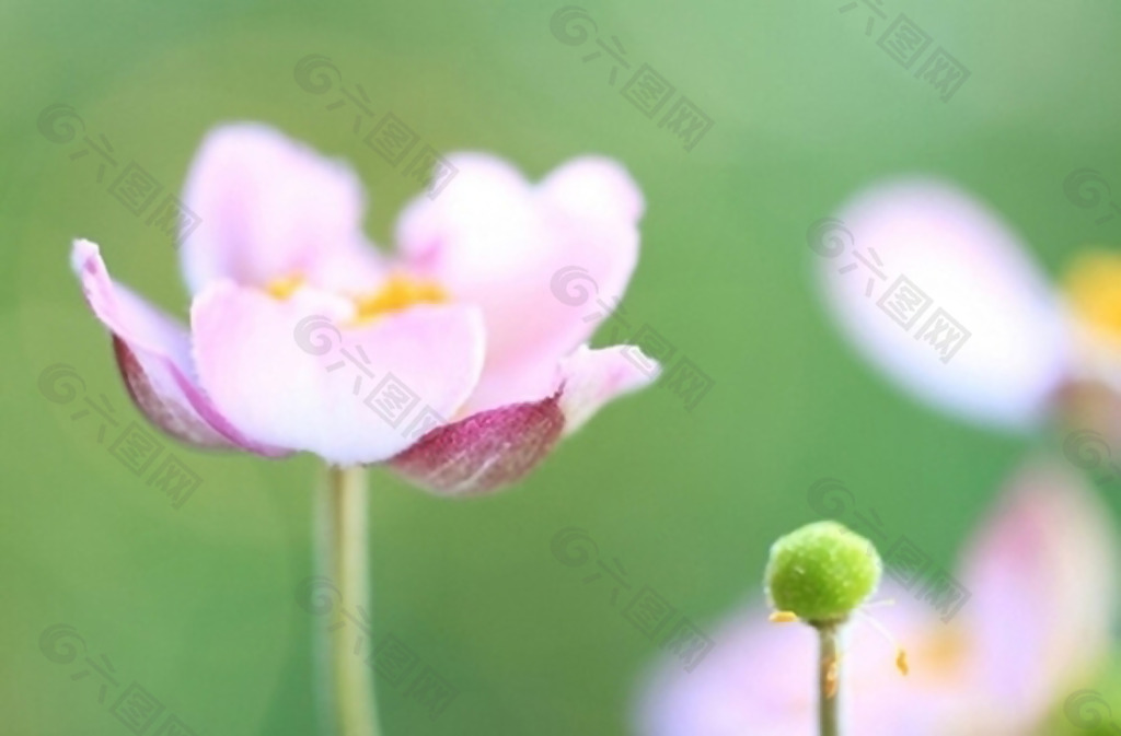 植物 植物摄影 花卉 花朵 免费素材