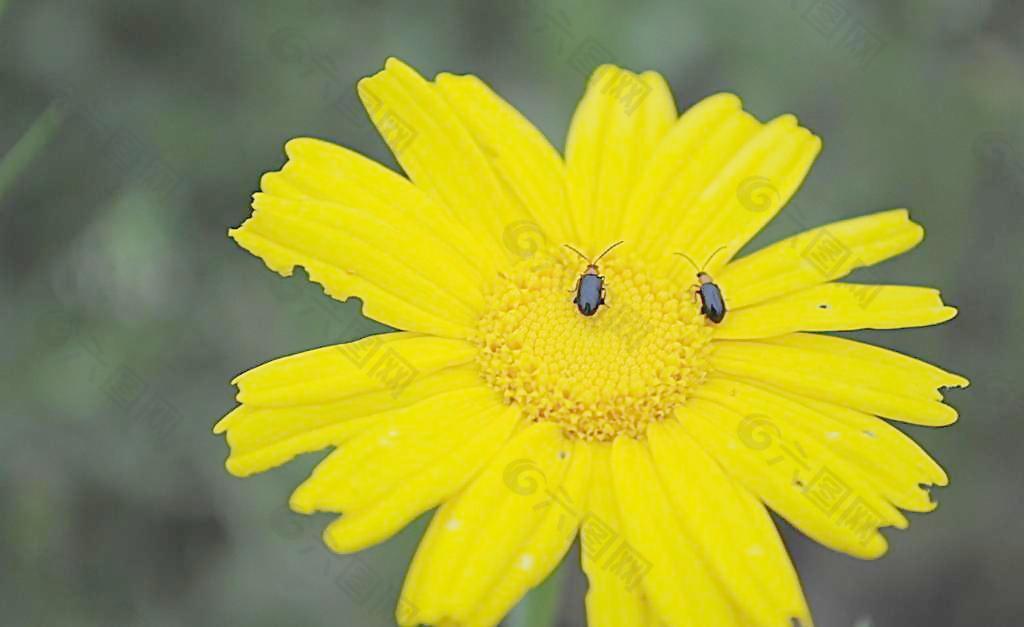 小昆虫在黄花上图片