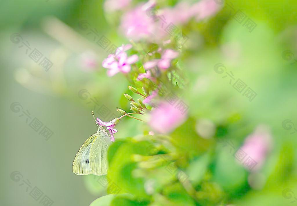 蝶恋花图片