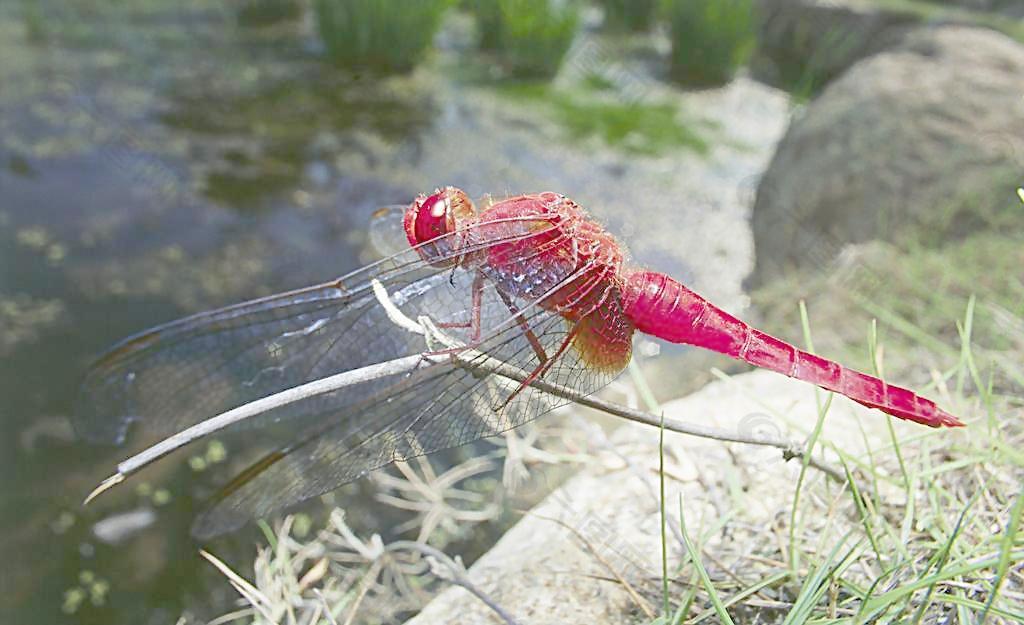 蜻蜓圖片