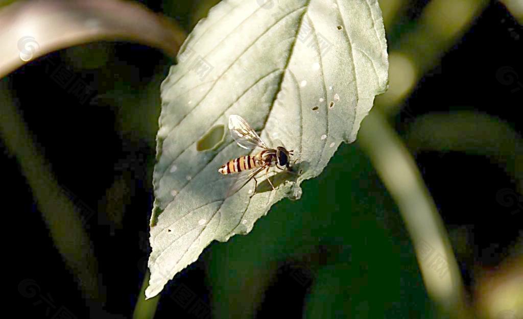 食蚜蝇图片