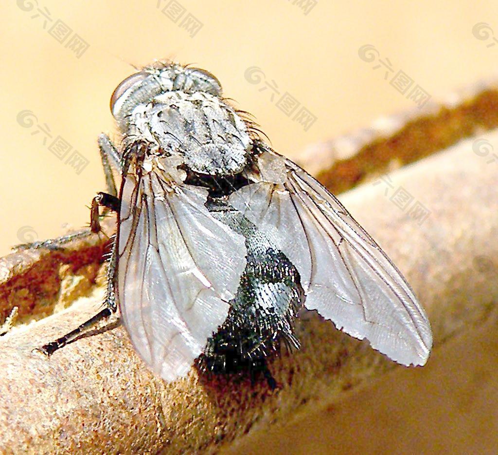 昆虫苍蝇图片桌面壁纸(2) - 25H.NET壁纸库