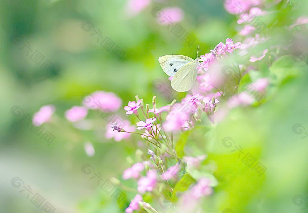 蝶恋花图片