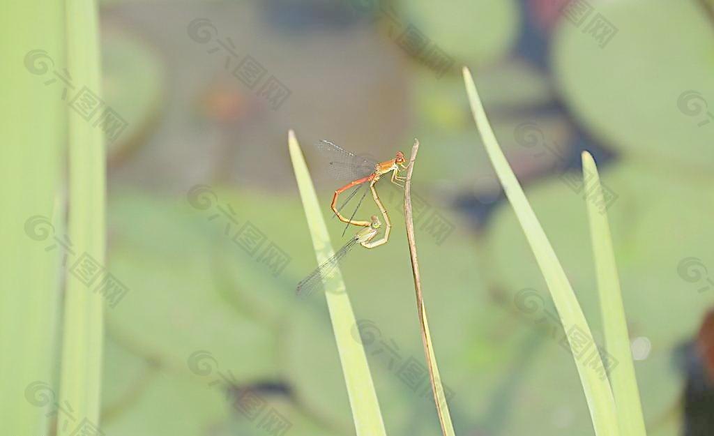蜻蜓交配图片
