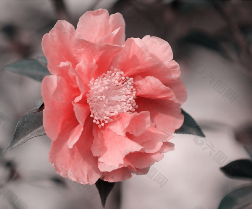 位图 植物摄影 植物 花卉 数码照片 免费素材