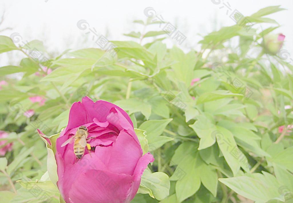 牡丹与蜜蜂图片