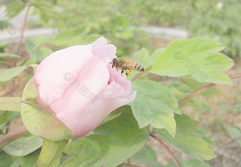 牡丹 蜜蜂图片