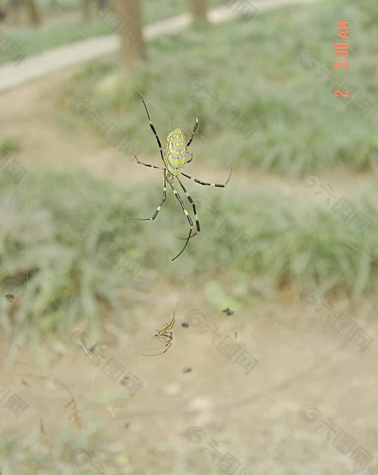 蜘蛛 昆虫图片