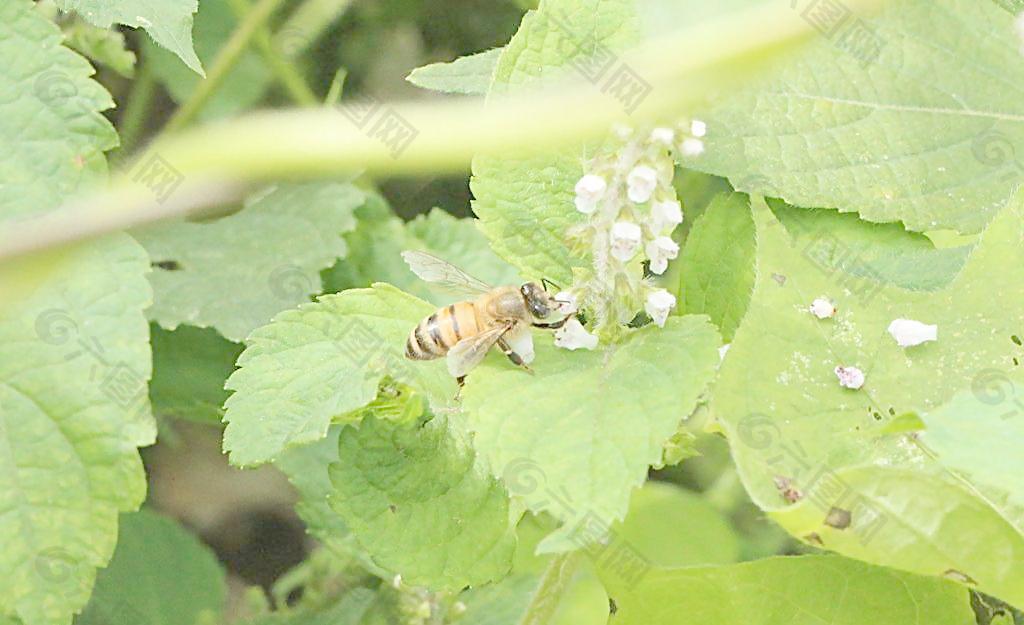 蜜蜂图片