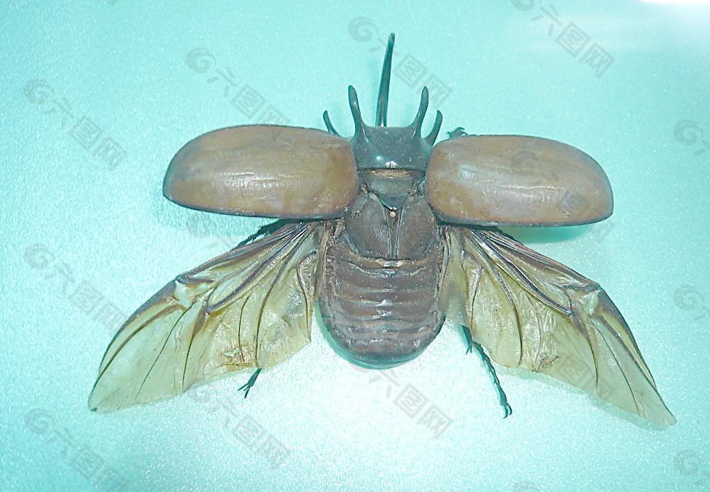 昆虫标本图片