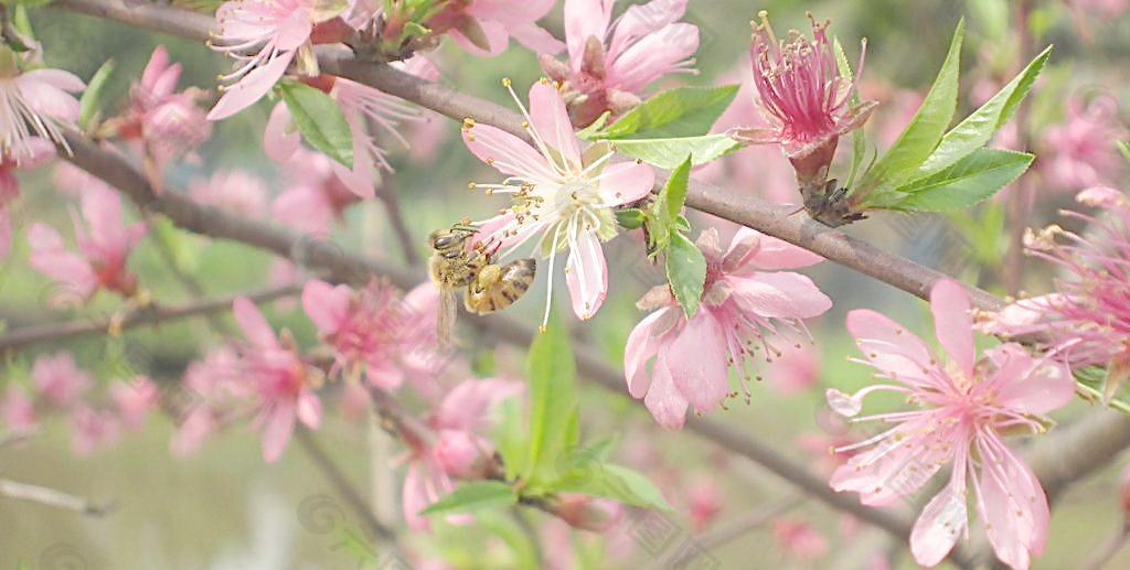 蜜蜂采花酿蜜图片