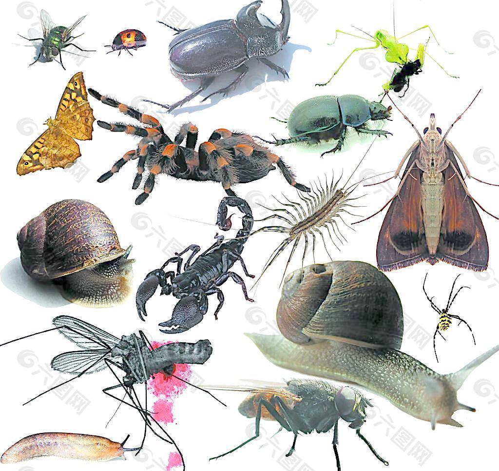 常见38种害虫图片,常见虫名称及图片,500种昆虫图片和介绍_大山谷图库