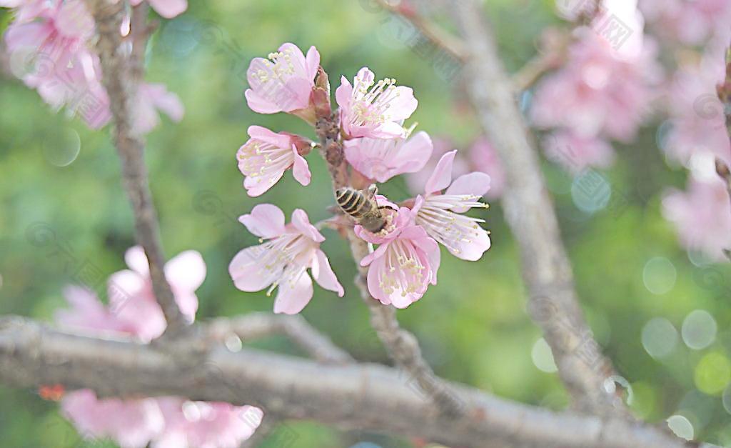 蜜蜂与樱花图片