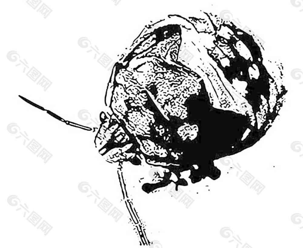金龟子的矢量图图片