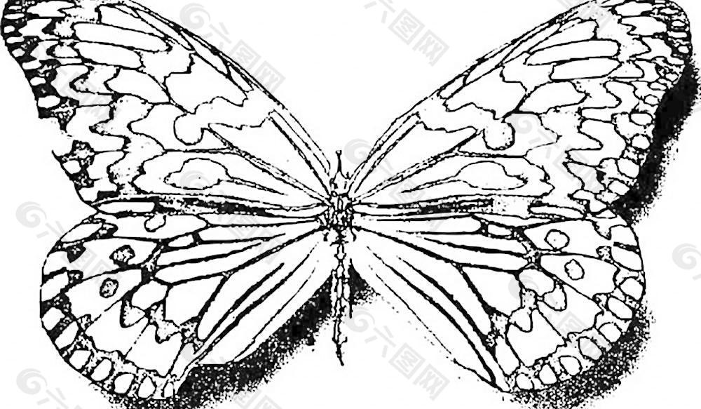 蝴蝶的矢量图图片