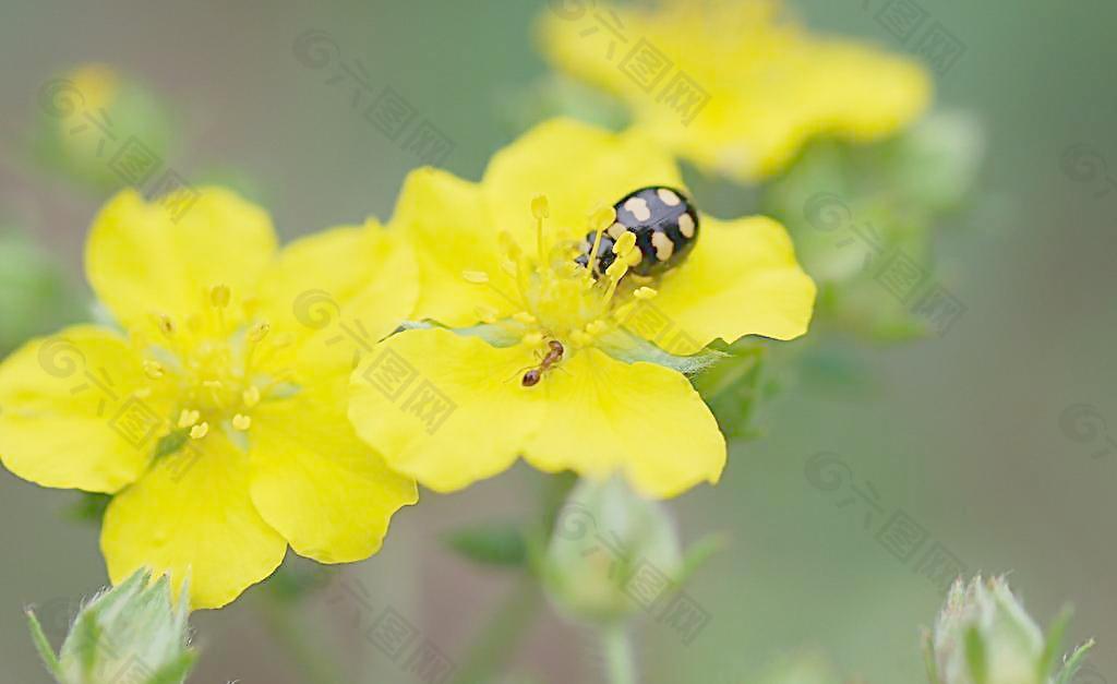 黄色花朵 瓢虫图片