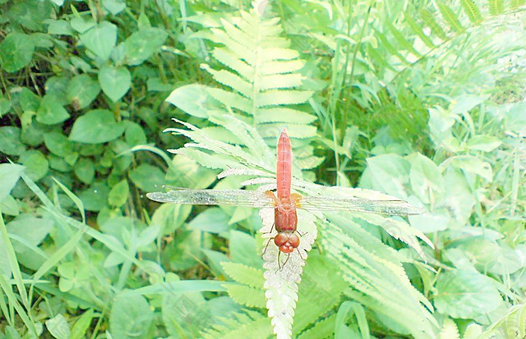 乡村蜻蜓图片