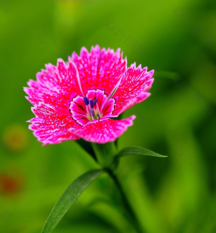 位图 植物摄影 植物 花卉 免费素材