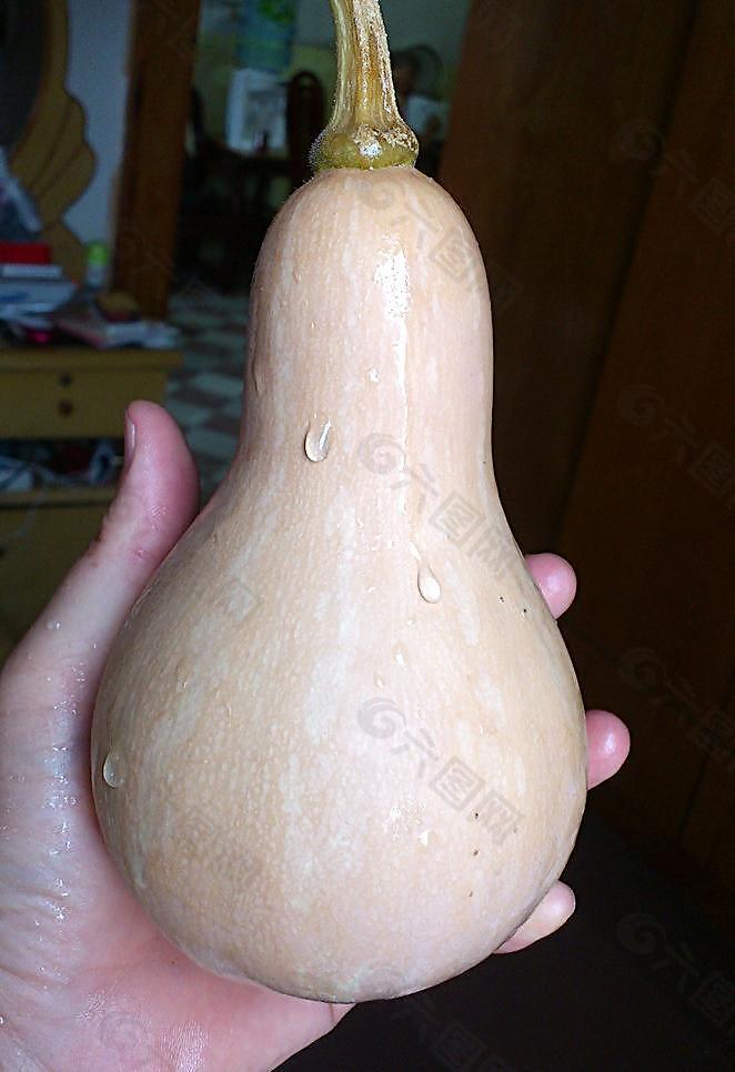 小南瓜图片