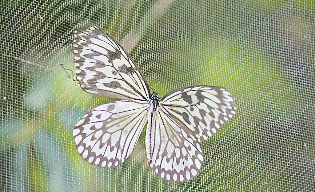 大白斑蝶图片