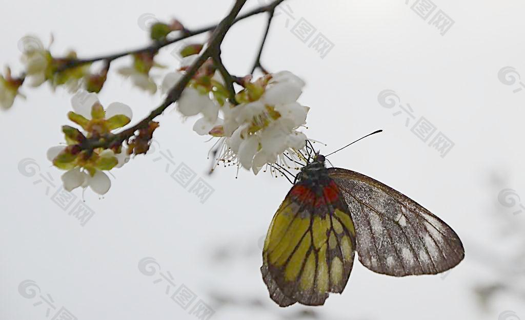 蝴蝶恋梅花图片