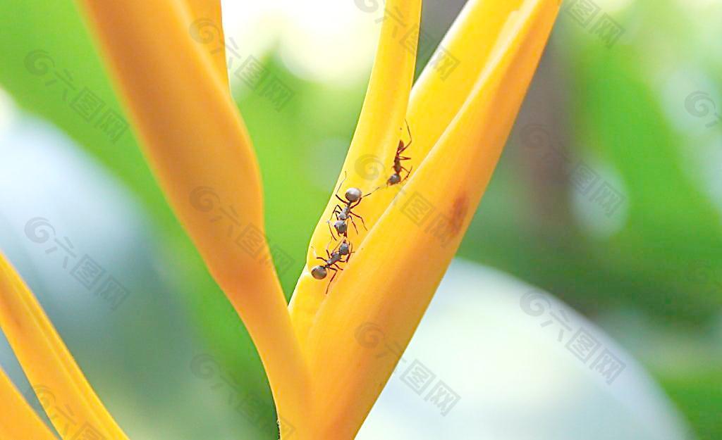 鹤望兰上的蚂蚁图片