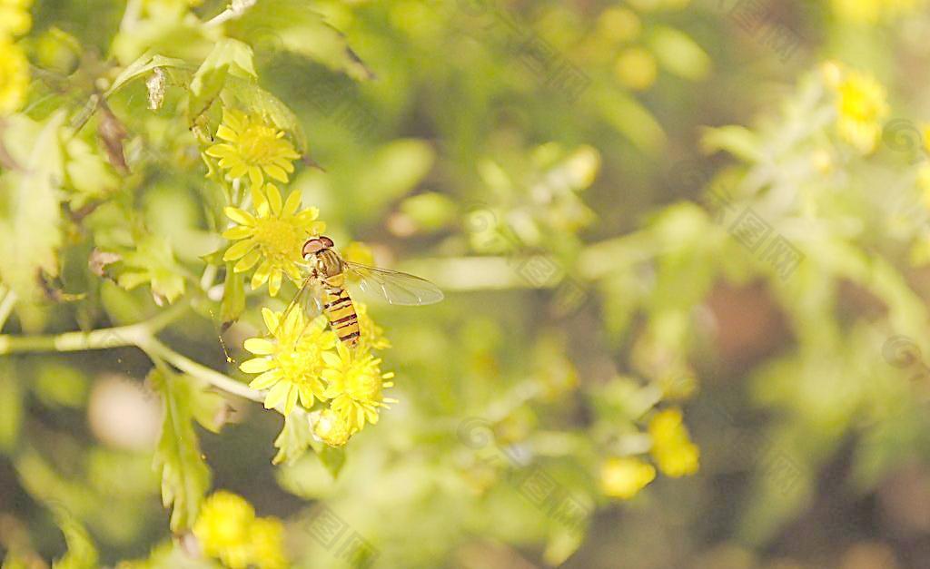 蜜蜂与野菊图片