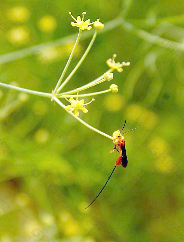 小花与蜂图片