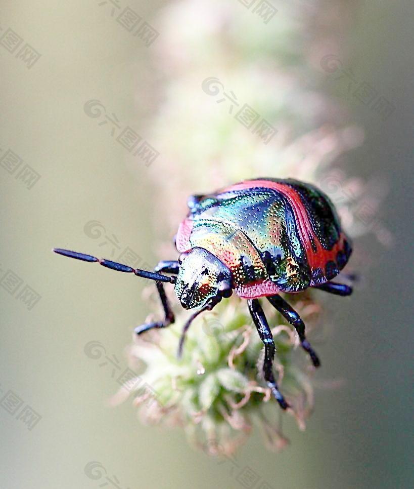 甲虫图片