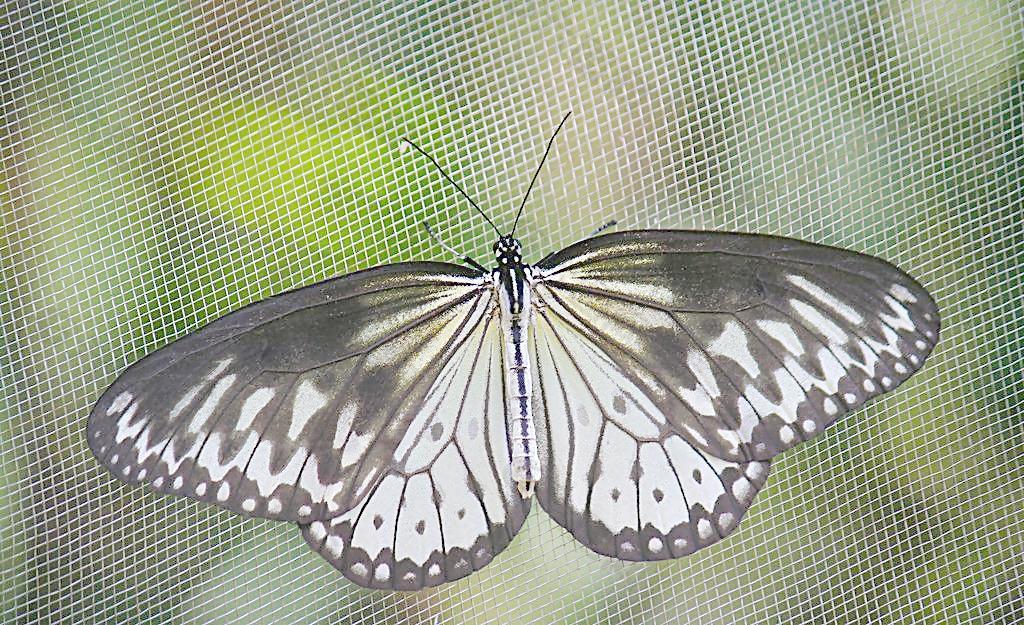 大白斑蝶图片